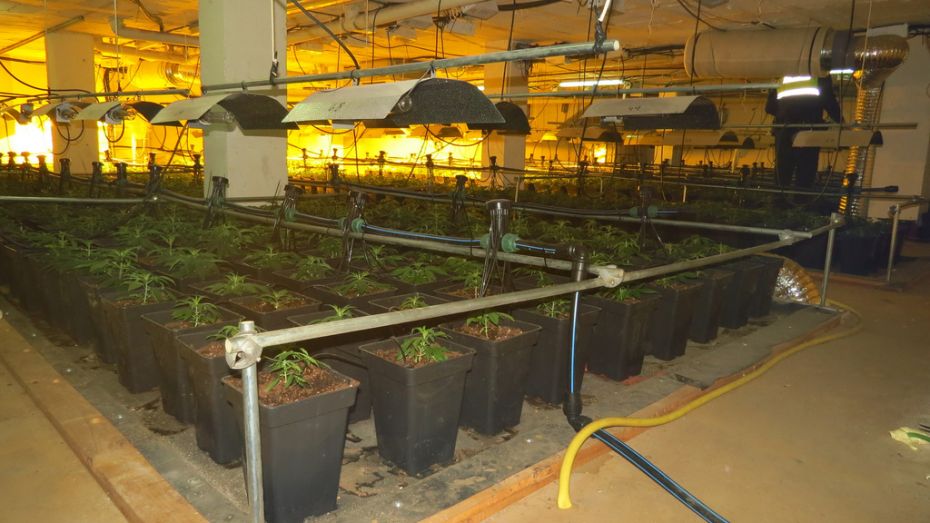 1426665602Plantacio Marihuana 2.jpg